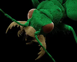 Campestris: Green Tiger Beetle