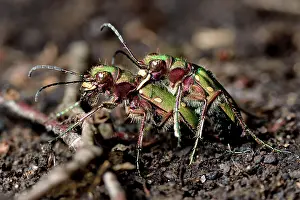 Campestris: Green Tiger Beetle