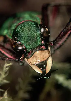 Campestris: Green tiger beetle