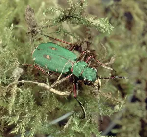 Campestris: Green tiger beetle
