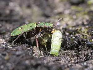 030518: Green tiger beetle - eating caterpillar - UK