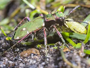 030518: Green tiger beetle - eating caterpillar - UK