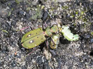 030518: Green tiger beetle - eating caterpillar - UK