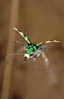 Licht: Green Tiger Beetle in flight