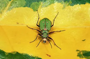 Campestris: GREEN TIGER BEETLE - ON LEAF