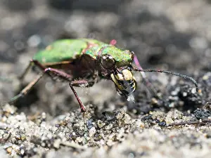 030518: Green tiger beetle - UK