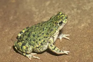 Anaxyrus: Green Toad