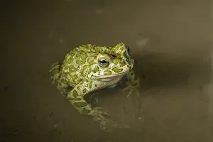 Bufo: Green toad - In shallow pool - Romania