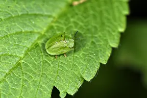 Viridis: Green Tortoise Beetle (Cassida viridis) on nettle