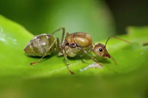 Queen: Green Tree Ant