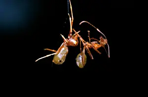 Virescens: Green tree ant-mimicking spider - left, with captured