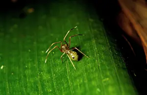 Virescens: Green tree ant mimicking spider - lives near Weaver