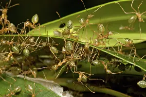 Oecophylla: Green tree ants