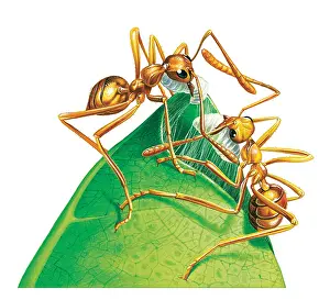 Miles Kelly Publishing: Green Tree Ants