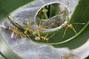 Oecophylla: Green Tree Ants
