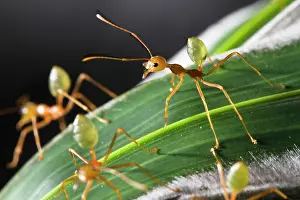 Oecophylla: Green Tree Ants (Oecophylla smaragdiana) on their