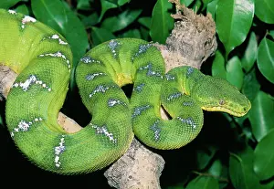Corallus: Green Tree Boa / Emerald Tree boa