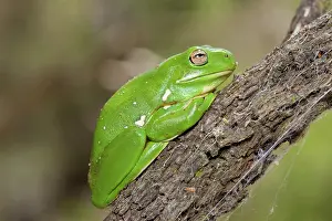 Ambush: Green tree frog