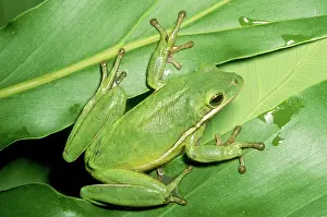 Toepad: Green Tree Frog