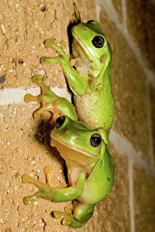 Dumpy: Green Tree Frog