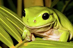 Dumpy: Green tree frog