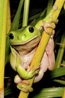 Dumpy: Green tree frog