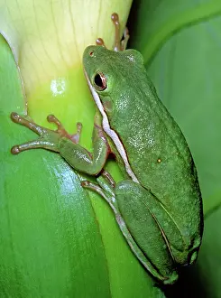 Sticky: Green Tree Frog