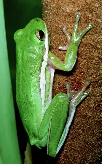 Sticky: Green Tree Frog