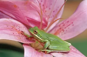 Tympanum: Green Tree Frog