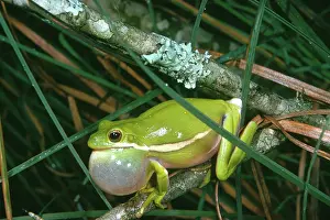 Inflated: Green Tree Frog