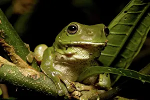 Litoria: Green Tree Frog