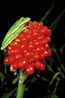Treefrogs: Green tree frog
