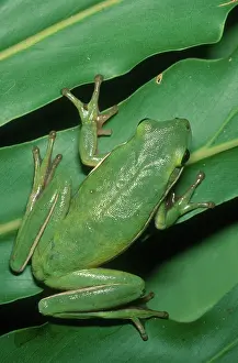 Sticky: Green Tree Frog