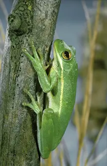 Hyla: Green Tree Frog