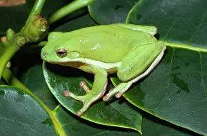 Treefrog: Green Tree Frog