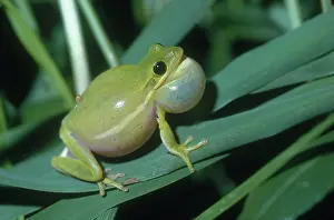 Inflated: Green Tree Frog Croaking