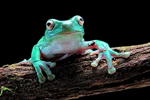 Caeruleus: Green tree frog (Dryopsophus caeruleus ex Lirotia