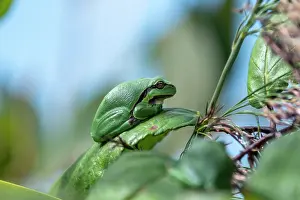 Bramble: Green tree frog (Hyla arborea) on a bramble leaf