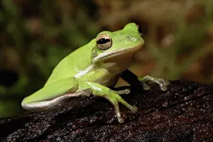 Cineria: Green Tree Frog (Hyla cineria)
