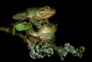 Meridionalis: Green tree frog (Hyla meridionalis) pair. Provence, France