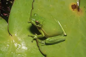 Lilypad: Green Tree Frog on Lilypads