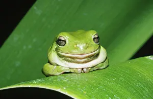 Litoria: Green Tree Frog (Litoria caerulea)