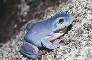 Litoria: Green Tree Frog in rare blue color form