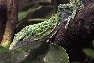 Prasinus: Green Tree Monitor
