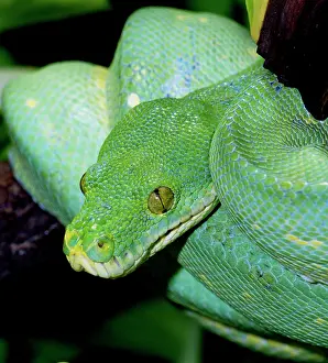 Chondropython: Green Tree Python