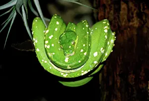 Morelia: Green Tree Python