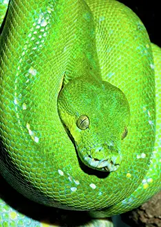 Morelia: Green Tree Python
