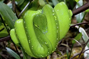 Morelia: Green Tree Python
