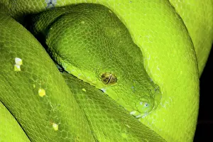 Morelia: Green Tree Python