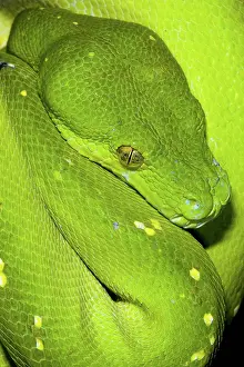 Morelia: Green Tree Python